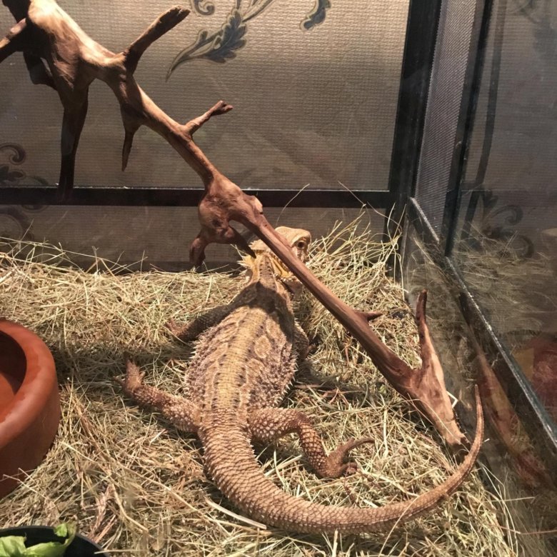 террариум для агамы бородатой. скелет бородатой агамы. обустройство террариума для бородатой агамы. аквариум для бородатой агамы. агама террариумная.