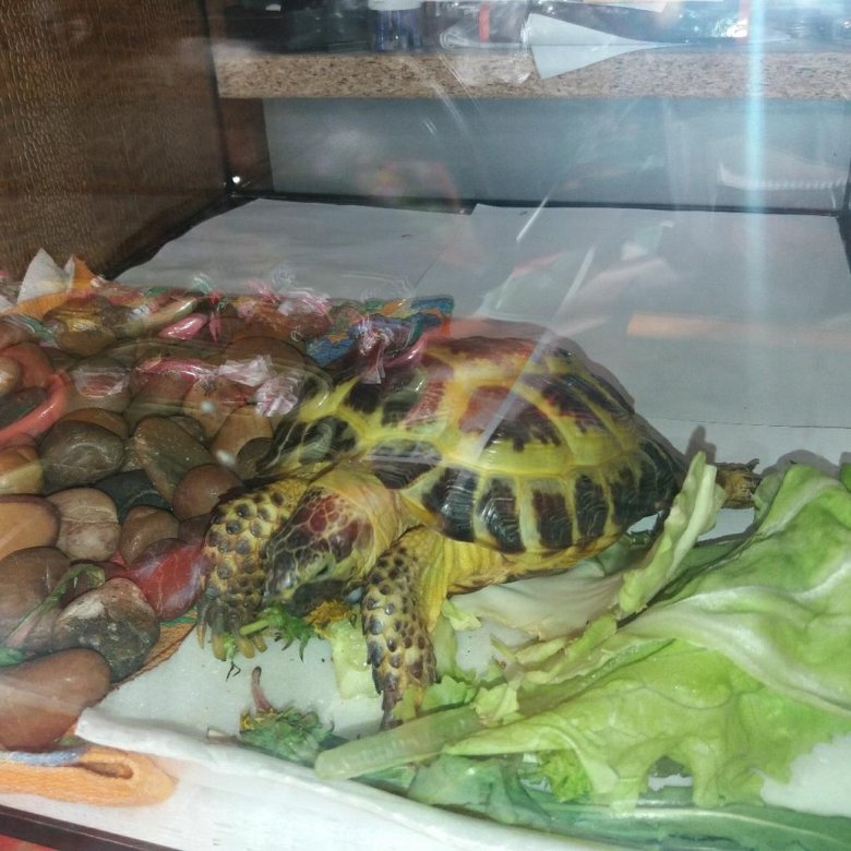 Цена черепах в зоомагазинах. Зоомагазин черепахи Сухопутные. Самарские черепахи. Зоомагазины в которых продают сухопутную черепаху. Черепаха продаётся в зоомагазине.