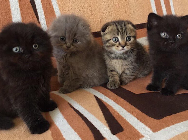 Котята кемерово. Персидский котенок усть илимск. Ушки у вислоухих котят. Месячные котята красивые фото магнитогорск недорого. Рэгдолл кошка.