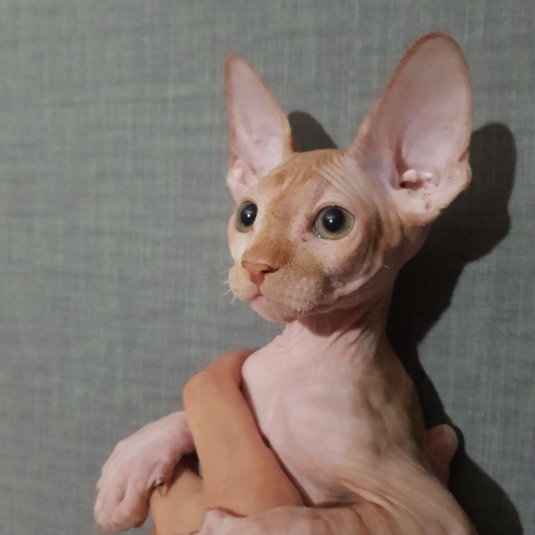 Сфинкс объявления. Сфинкс бамбино котята. Собака сфинкс. Птица свигкс. Сфинкс браш.
