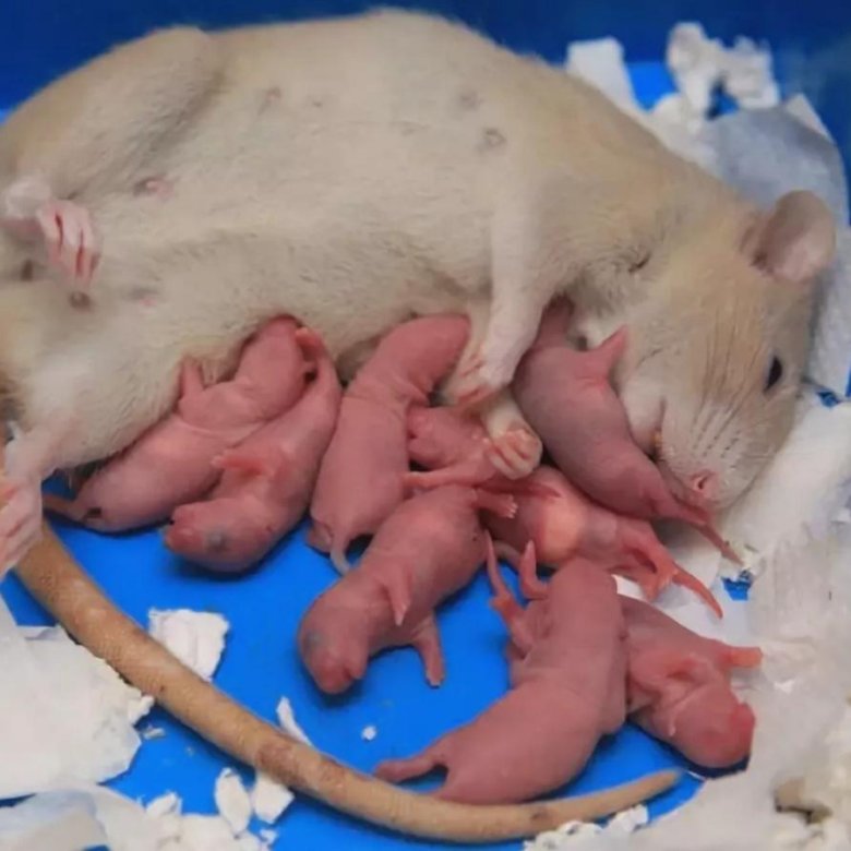 Рождает детенышей и выкармливает их молоком. Новорожденные крысята Дамбо.