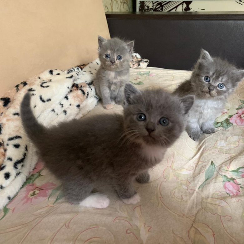 Авито Балаково Купить Котенка С Фото