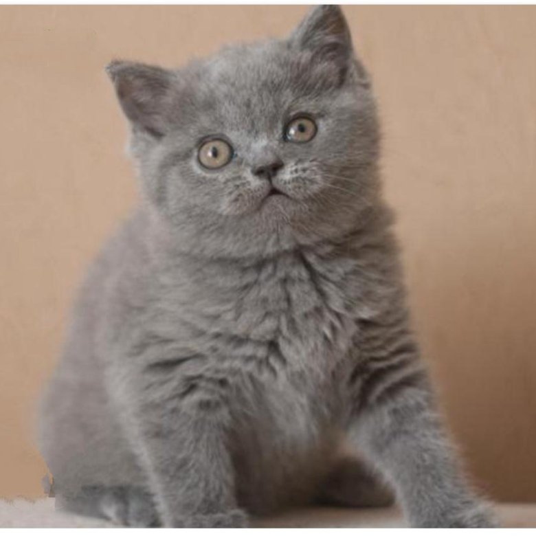 Британский кот 4 месяца. Британский котенок 6 месяцев. Британский котенок 6 месяцев. Британская кошка 6 месяцев. Британский котенок 5 мес.