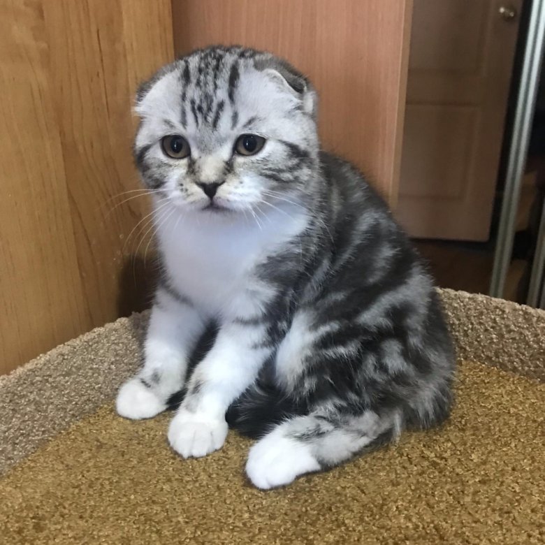 или нет вислоухие котята редкие окрасы фото побывайте