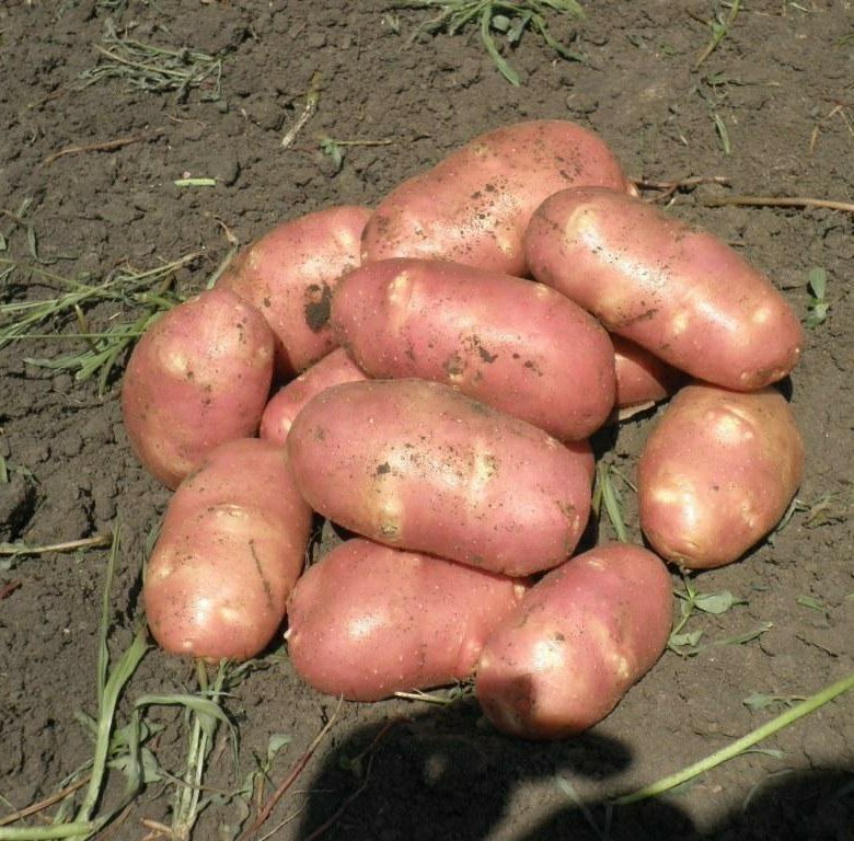 районы возделывания картофеля в россии. сорт картошки вятская. картофель районе. картофель районе. молодой картофель фото.