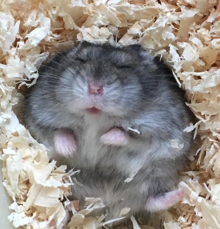 Джунгарик отзывы. Смешные фото джунгариков. Хомяк джунгарский. Хомяки джунгарики. Джунгарик отзывы.