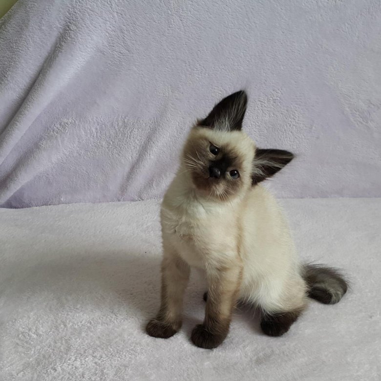 Сколько стоит сиамская кошка