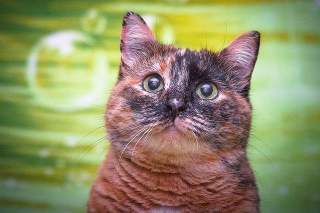 Роскошная трехцветная метис британской кошки Рыся – купить в Москве,  бесплатно, продано 19 июня 2019 – Кошки