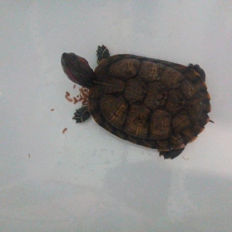 Какашка красноухой черепахи. Экскременты красноухой черепахи. Какашки красноухой черепахи. Какашки красноухих черепах. Какашка красноухой черепахи.
