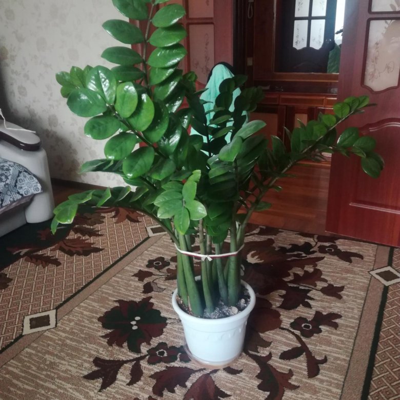 Долларовое Дерево Фото Цена