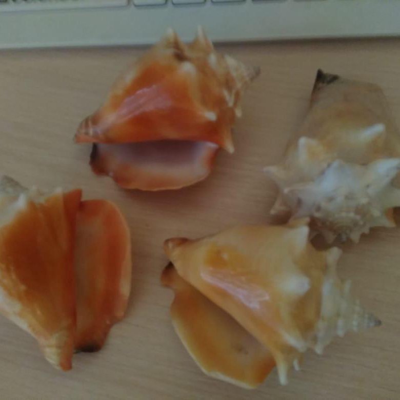 Ракушки с кубы