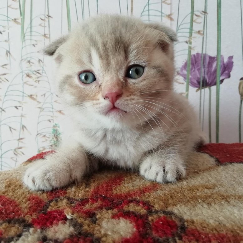 Авито Саранск Котята Шотландские Вислоухие Фото Продажа