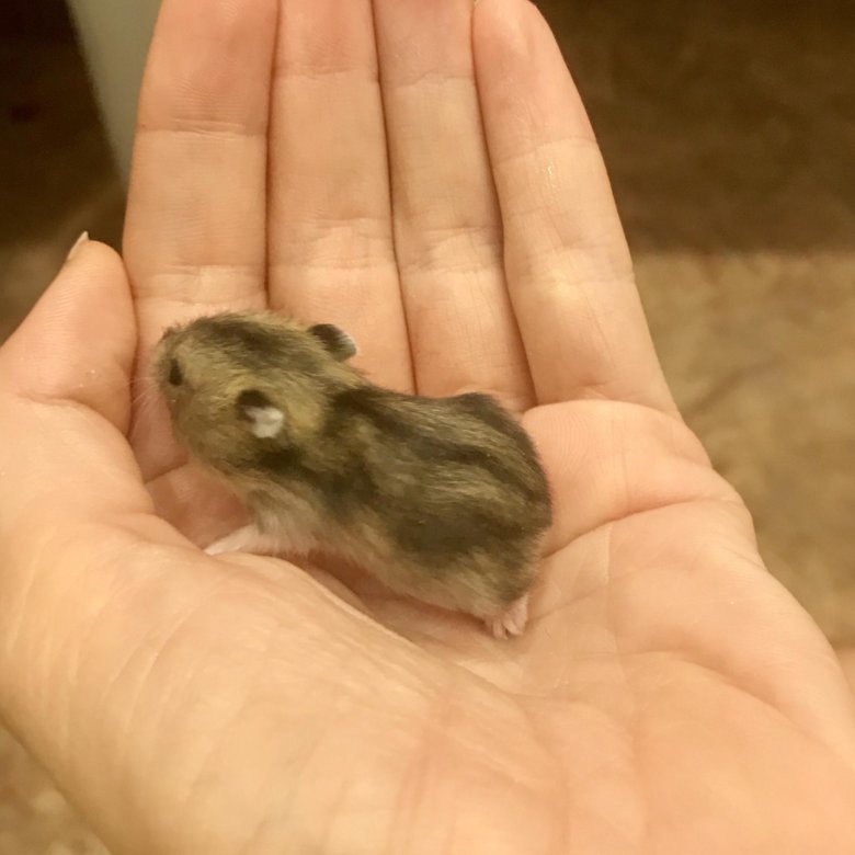 хомяк джунгарский. четыре лапы хомяки. хомяки в зоомагазине. 4 лапы хомяки. 4 лапы хомяки.
