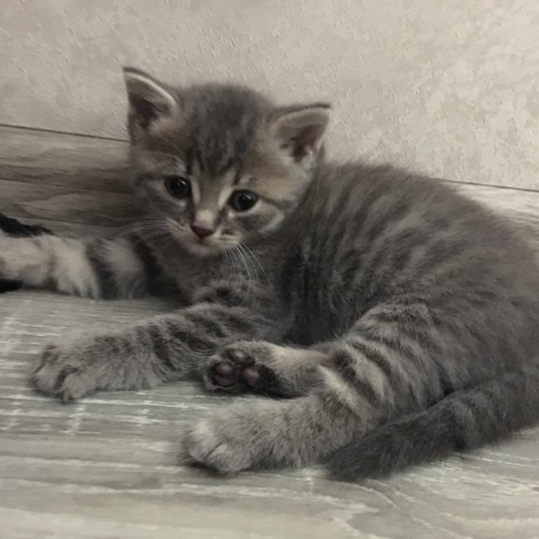 Шотландская кошка характер прямоухая