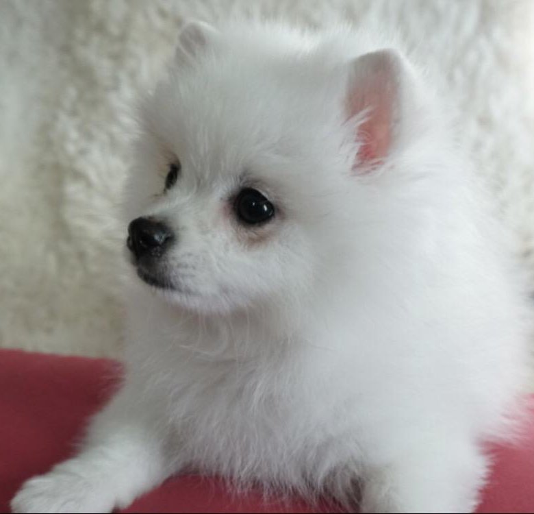 Домашний шпиц белый. Шпиц белый. Мини шпиц белый. Белый шпиц домашний. Белый шпиц 7 месяцев