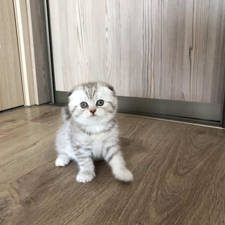 Шотландский кот авито. Шотландская вислоухая кошка авито. Шотландский кот авито. Лиловый шотландский вислоухий кот. Шотландская вислоухая кошка малыш.