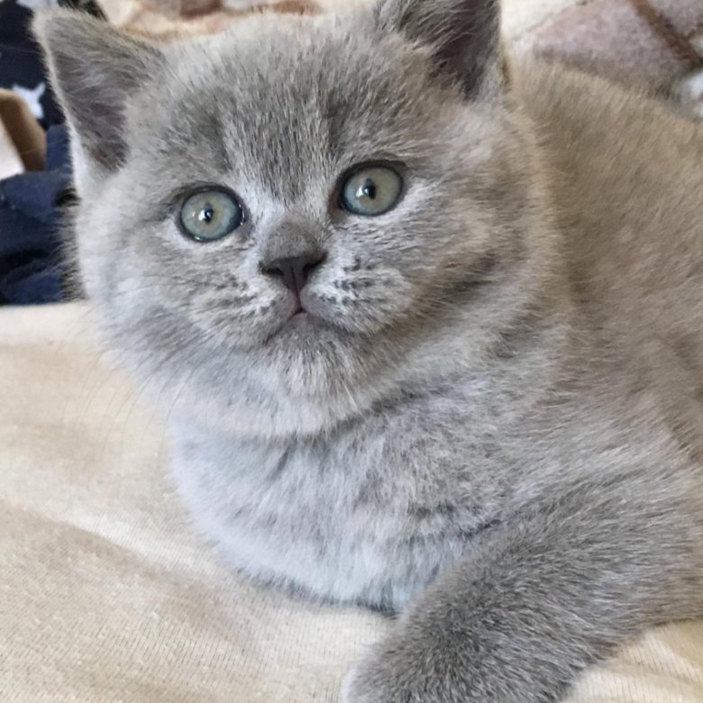 Сколько стоит британская кошка