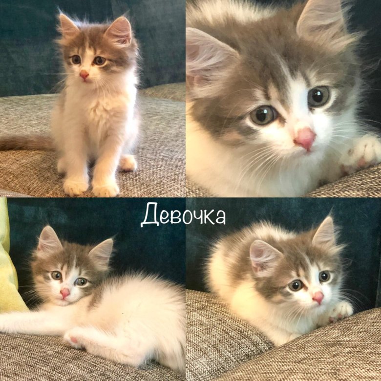 5 месяца. Как понять будет ли котенок пушистым. Пушистые котята 1 месяц. Каким вырастет котенок. Как понять что котенок вырастет пушистым.