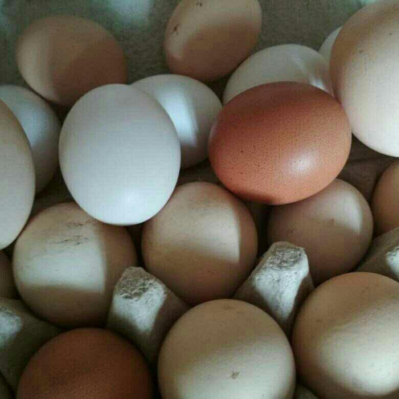 Сколько стоит яйцо сегодня. Домашние яйца. Домашние куриные яйца. Домашние яйца объявление. Яички домашние.