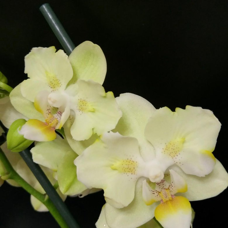 Орхидея фаленопсис, бабочка - объявление о продаже в Краснодаре. 