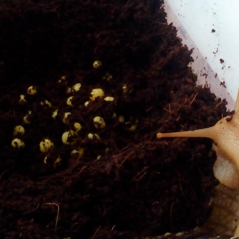 Ахатина фулика стандарт улитёнок. Виноградная улитка ахатина. Через сколько дней вылупляются ахатины. Ахатина фулика родация стандарт. Через сколько дней вылупляются ахатины.