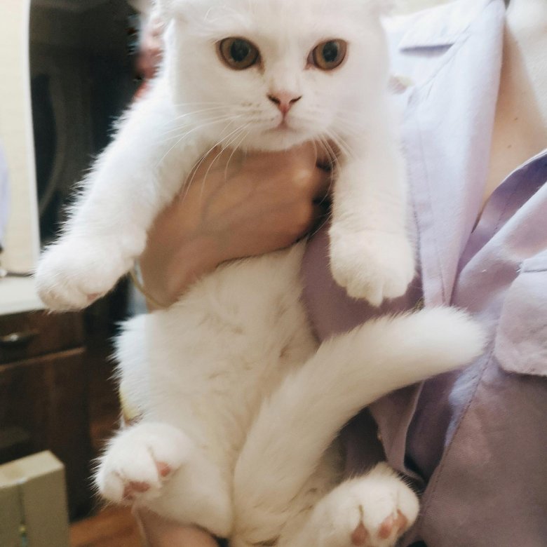 Белый вислоухий кот