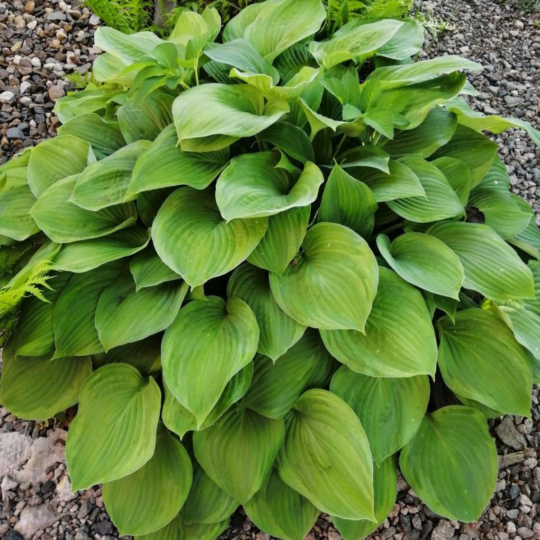 хоста белоокаймленная «patriot». хоста грин фонтейн. хоста hakumuo. хоста зеленая крупнолистная. хоста кустовая.