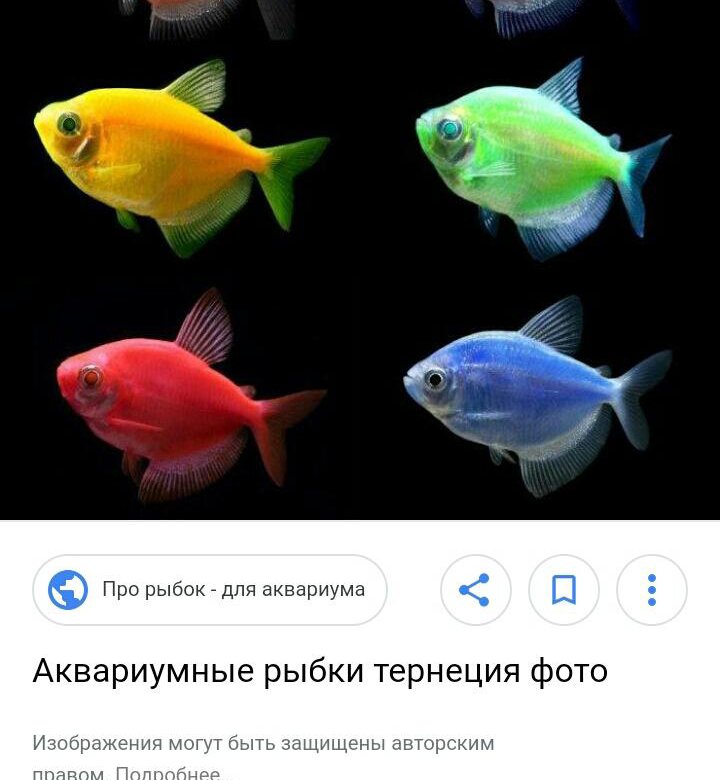 Тернеции отличить самку. Тернеция аквариумная рыбка. Аквариумная рыбка Тернеция гло. Тернеция рыбка самец и самка. Тернеция аквариумные рыбки пол.