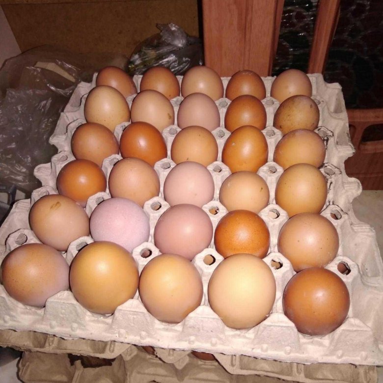 За сколько продать яйцо. Домашние яйца. Продаются домашние яйца. Яйцо домашнее куриное. Продам домашние яйца.