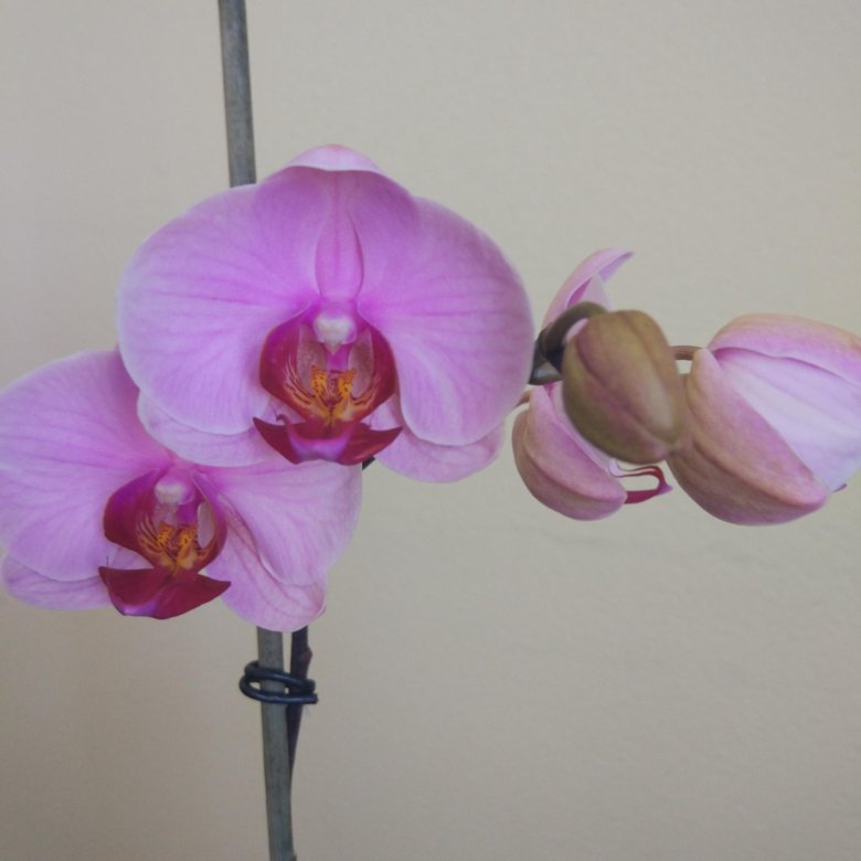 Орхидея Фаленопсис Вашингтон – купить в Санкт-Петербурге, цена 300 руб.,  продано 14 июня 2019 – Растения и семена