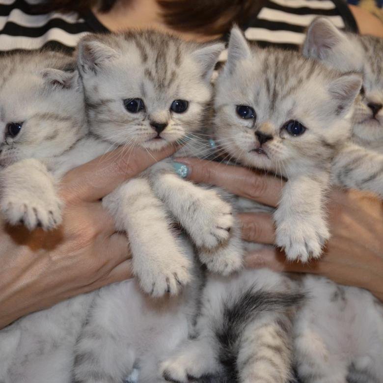 Кошки авито нижний новгород