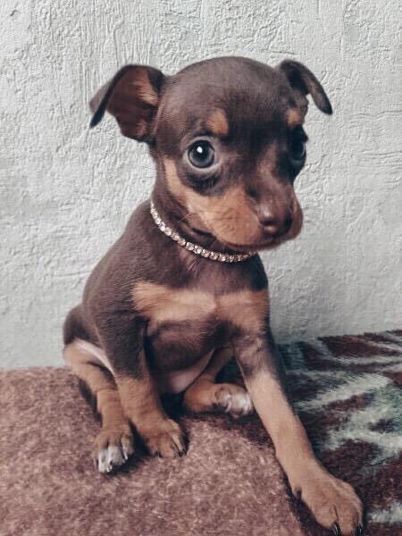 Щенок той на авито. Щенки той терьера в стойке. Русский той-терьер. Щенок той на авито. Щенок той терьер щенок.