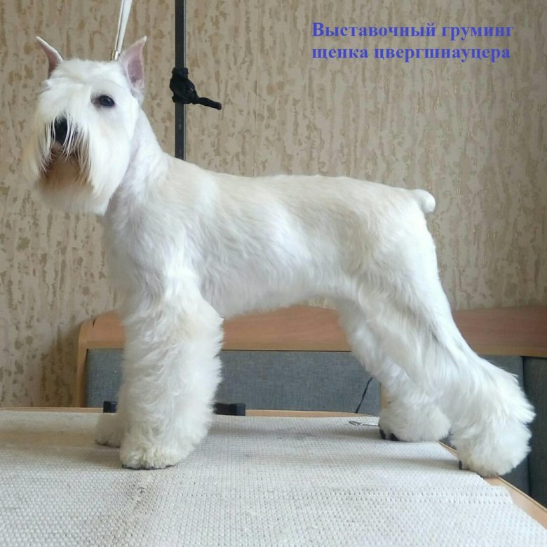 груминг красноярск. груминг красноярск. стрижка метиса пуделя. груминг салон. груминг красноярск.