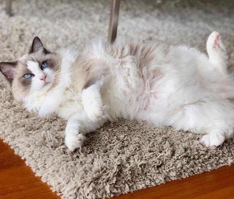sunnybrook ragdolls