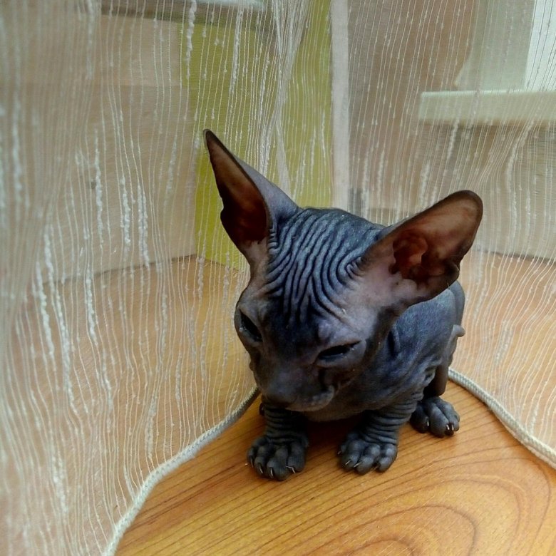 донской сфинкс. котята сфинкс красноярск. сфинкс браш белый. котята сфинкс красноярск. котята сфинкс красноярск.