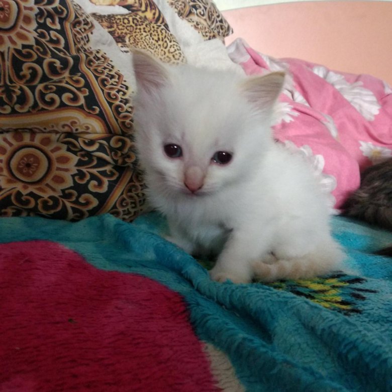 Котенок Купить Фото Белый Авито
