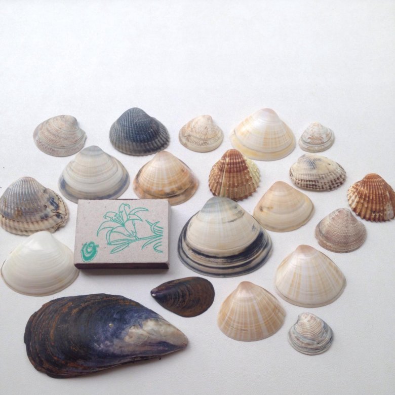 Брянск ракушки. Моллюска брянск. Моллюски для дошкольников. Брянск ракушки. Мидии голубые 40/60.