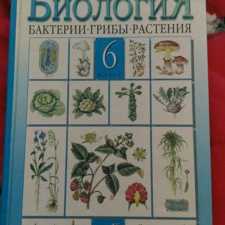 Биология 10 класс учебник пасечник. "Биология 6, бактерии, грибы, растения" в. в. Пасечник. Пасечник в. в. биология. 6 Класс // Дрофа.. Биология 6 класс Пасечник. Учебник по биологии 6 класс купить.