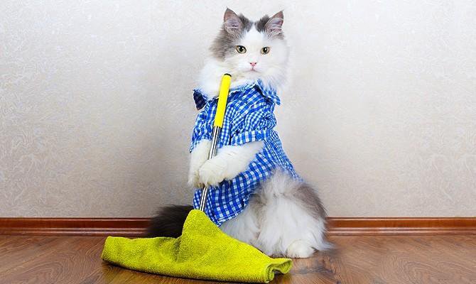 Кот с тряпкой мем