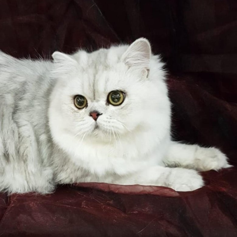Персидская Шиншилла Кошка Фото