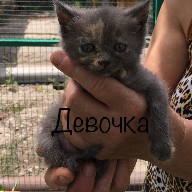 Открытки отдам в добрые руки, стиле изонить