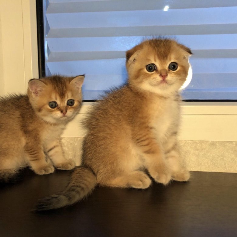 Шотландская Золотая Кошка Фото