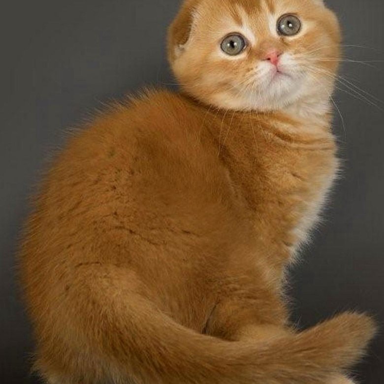 Шотландская Вислоухая Кошка Рыжая Фото