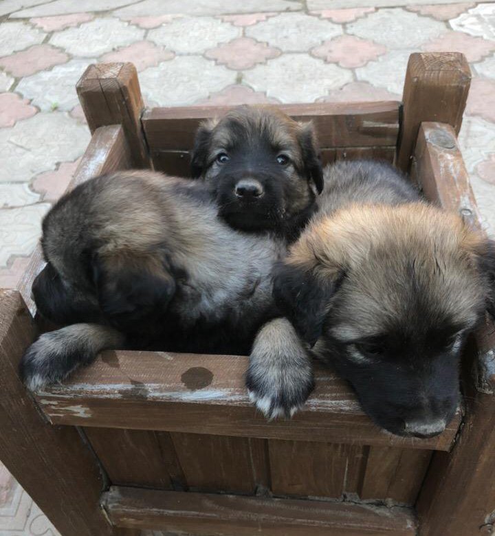 Собака егорьевске. Собака егорьевске