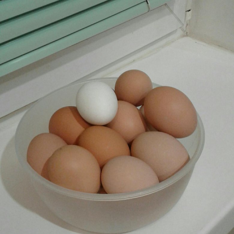 Какие должны быть домашние яйца. Домашние яйца. Большое куриное яйцо. Самые большие куриные яйца. Яйца домашние фото.