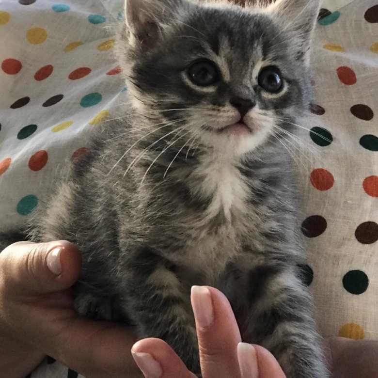 Авито ковров котята. Коты в Коврове. Маленькие котята в Коврове. Маленькие кошки в Коврове.