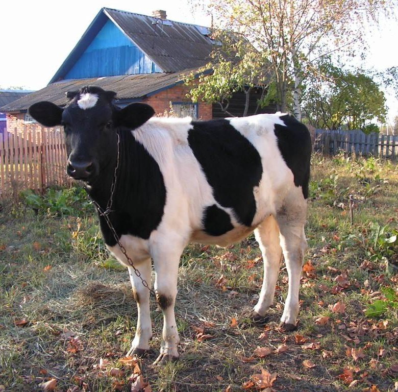 Стайка для коров. Ферма ростовская область. Теленок 2 месяца. Теленок черно белый. Лошади с татарстана сковые.