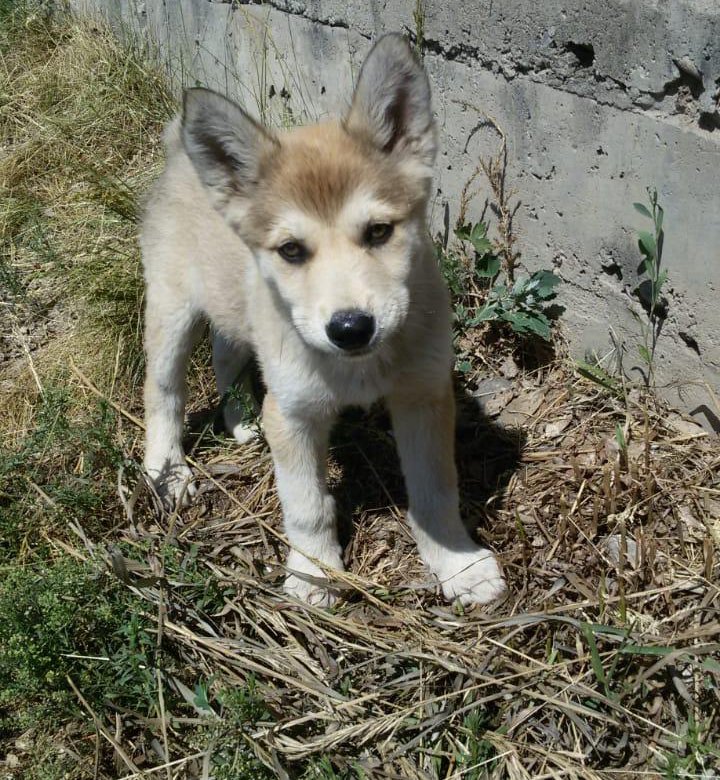 щенки лайки 2-3 месяца. западно сибирская лайка 7 месяцев. лайка маленькая 3 месяца. лайка 3 месяца. щенок западно сибирской лайки 3 месяца.