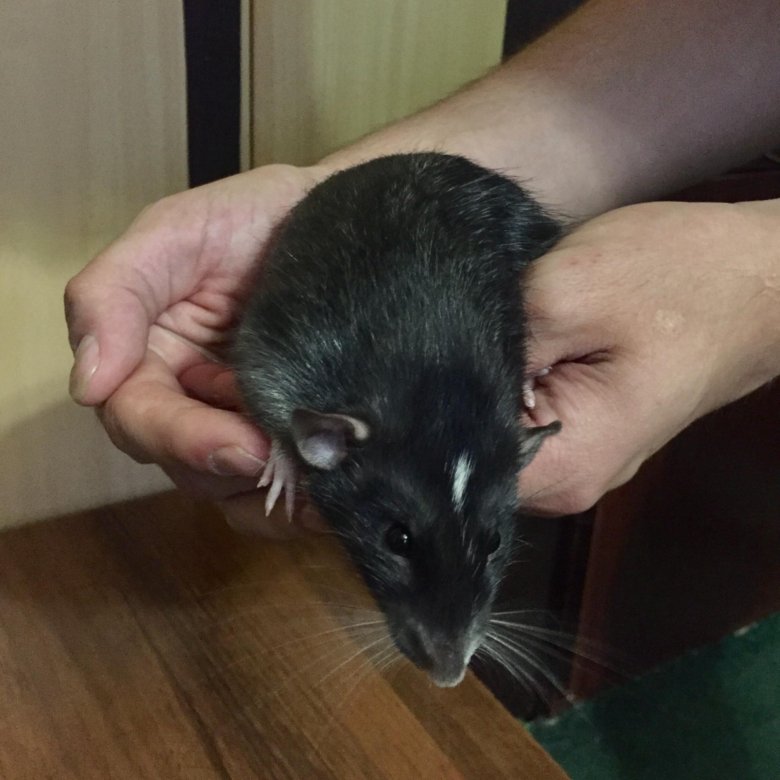 Где Купить Крысу В Новосибирске