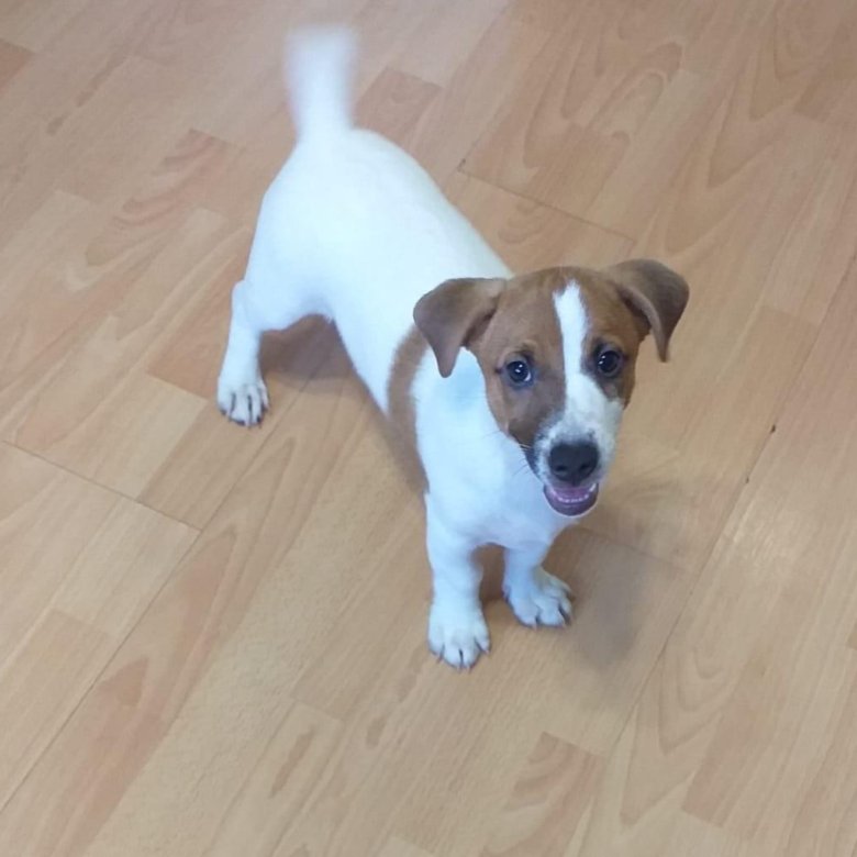 Рэт терьер. Потери джек рассела воронеж. Щенки от чемпионов 2022 джек-рассел-терьер жесткошерстный. Джек-рассел-терьер фото. Смесь фокстерьера и джек рассел.